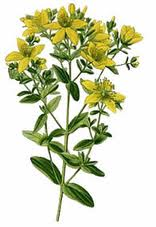 Hypericum